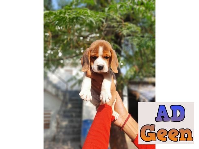 used BEAGLE male and female.....pups 9354699839 for sale 